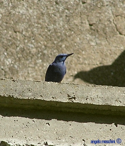 Passero solitario Monticola solitarius